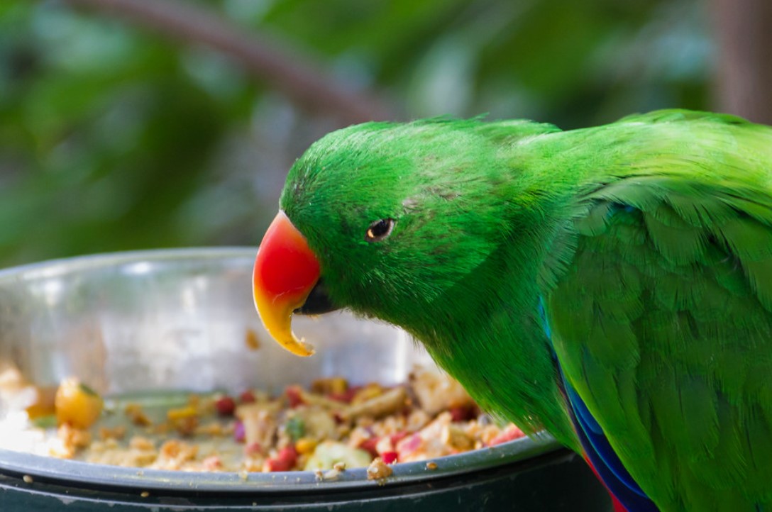 Unleashing Optimal Health with Harrison’s Bird Food